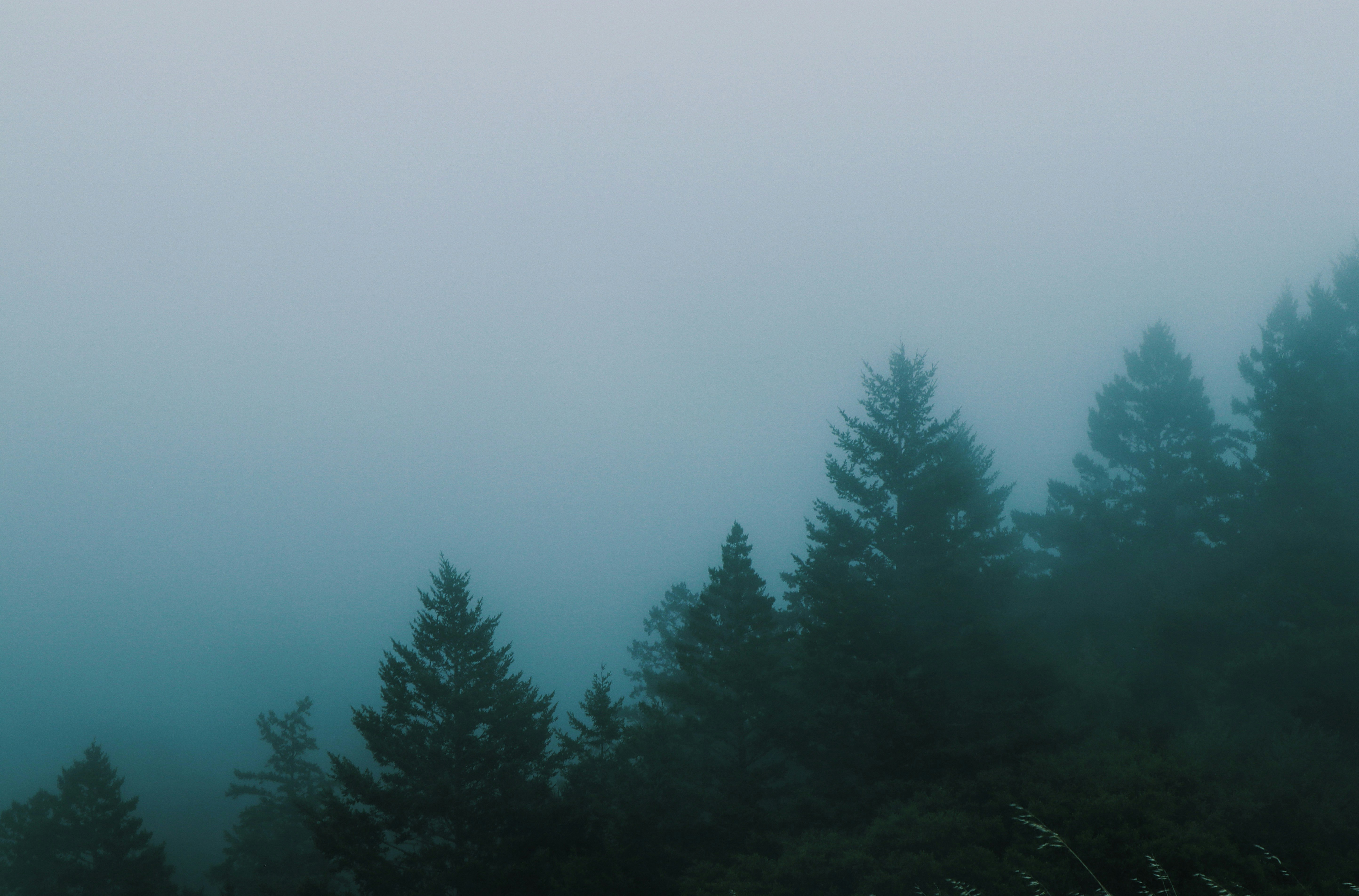 green pine trees under white sky